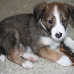 Nanook - Onze nieuwste aanwinst, hier 7 wkn nu 18 weken en…