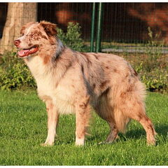 Canen Kai, de vader van Nanook. Woont in Groningen, info…