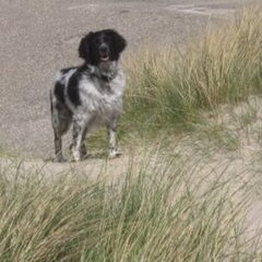 Rennen door de duinen; jagen op konijnen.