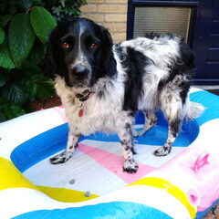 Dóódeng: oefenen met pootje baden. Wat een held ben ik.