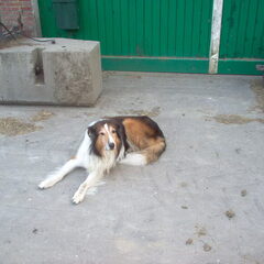 tja onze dierbare schotse collie pascha ,die er helaas niet…