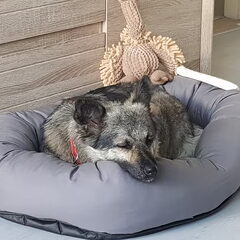 Romy, gered uit Roemenië, woont sinds 7 april bij me…