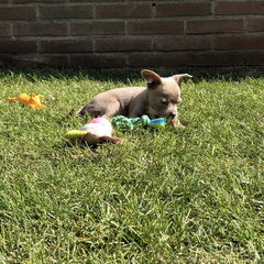 Pixel lekker aan het chillen in de tuin op het speciaal…