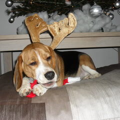 Ivory in kerststemming..
