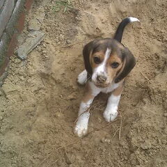 Ivory in het zand..