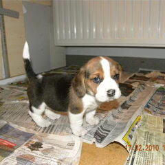 Onze nieuwe pup Ebony..