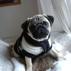 Our litlle boy Olaf Pug Altbox in his new home in kennel…