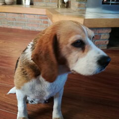 Laika, lekker fris gewassen