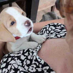 Puppyknuffelen