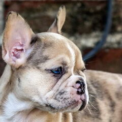 Stella Franse bulldog pup