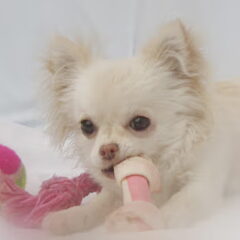 Chihuahua: Chipy