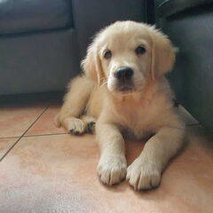 Onze Pip.