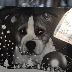 Mo op de kerstkaart