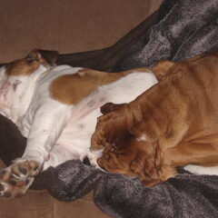 de wit met bruine is onze spike een engelse bulldog en de…