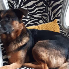 Onze nieuwe aanwinst per oktober 2019: teefje Marly van 4…