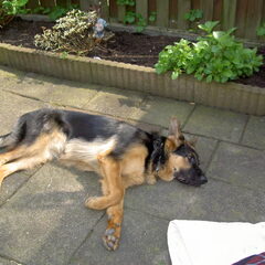 Dit is onze Akira, nu 18 maanden oud. Zij was eerst van…