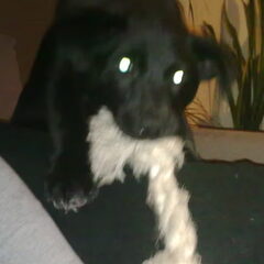spele spele spele