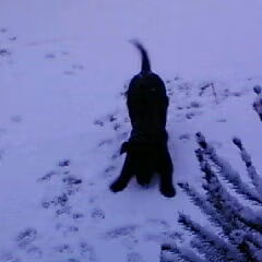 lang leve de sneeuw!!
