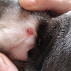 Dit is de foto