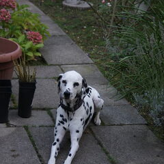 Soraya in haar tuin