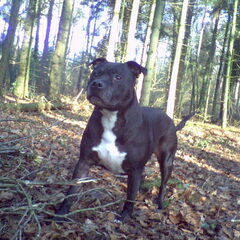 Lekker in t bos