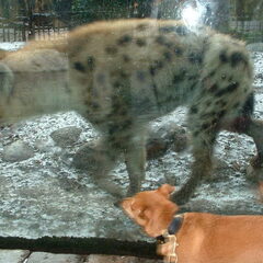 Hyena's houden van lekkere hondjes