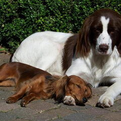 jip en bram lekker in de zon