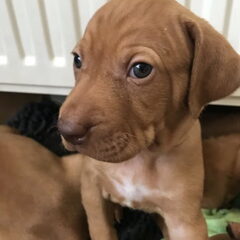 Deze puppy is gezond, die andere foto is de zieke puppy