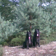 samen poseren in het bos, waar ze zo graag heengaan.