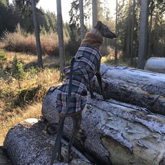 Lekker rondkijken en snuffelen in de Harz - Duitsland.