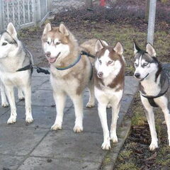 Dit zijn mijn Siberische Huskies Kusja, Nanook, Djinta en…