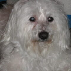 Dit is mijn lieve schat Dinky. Hij wordt op 5 nov 2008…