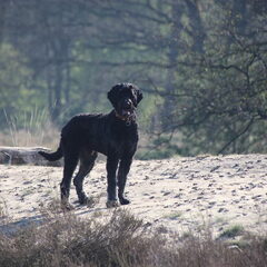 Scout op de hei