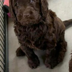 Dit is onze Harley, Australische labradoodle. Hij is nu 10…