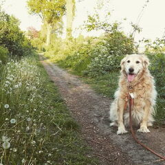 Woody, Golden oldie