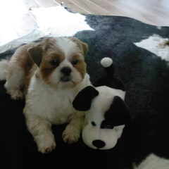 Naast zijn speel hond