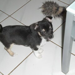 en dit is onze pup buster zeer brutaal