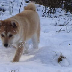 Pupje Ryu