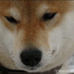 Foxy, dochter van Shinju