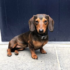 Onze Kaninchenteckel Baily, geb; juli 2019