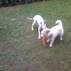 samen in de tuin