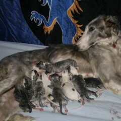 Exor's mama,broertjes en zusjes