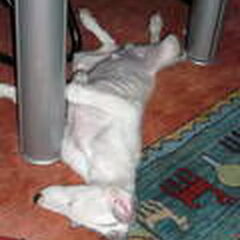 oef, spelen is vermoeiend effe een dutje doen