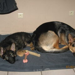 Dit is Lady van 2 jaar en Boy van 12 weken. Lady is een…