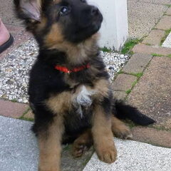 Qayla als pup