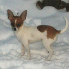 Diva In de sneeuw