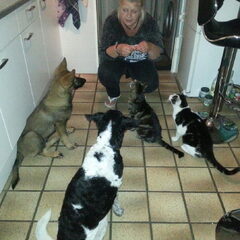 Pup en de katten laten wennen. Snoepjes uitdelen werkte…