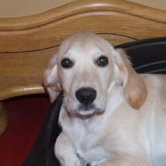 dit is onze diesel . hij was net 3dagen bij ons op deze…