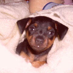 kiekeboe 8 weekjes oud