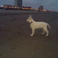 Indra voor t eerst op het strand !!